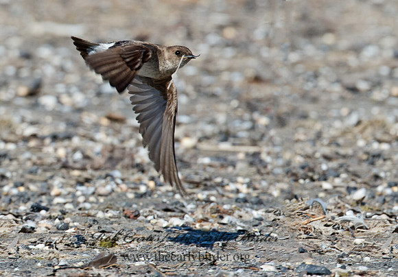 Stelgidopteryx serripennis  NORTHERN ROUGH-WINGED SWALLOW 9002679
