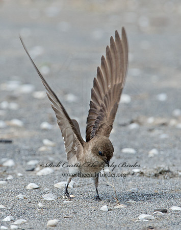Stelgidopteryx serripennis  NORTHERN ROUGH-WINGED SWALLOW 9002709