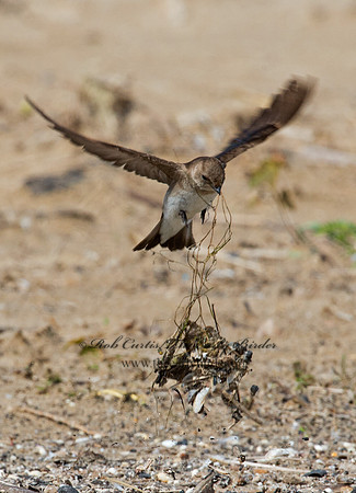 Stelgidopteryx serripennis  NORTHERN ROUGH-WINGED SWALLOW 9002692