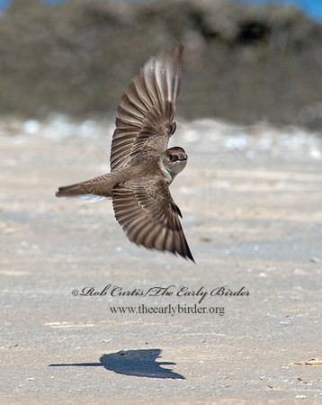 Stelgidopteryx serripennis  NORTHERN ROUGH-WINGED SWALLOW 9002735