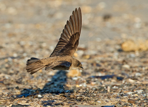 Stelgidopteryx serripennis  NORTHERN ROUGH-WINGED SWALLOW 9002741