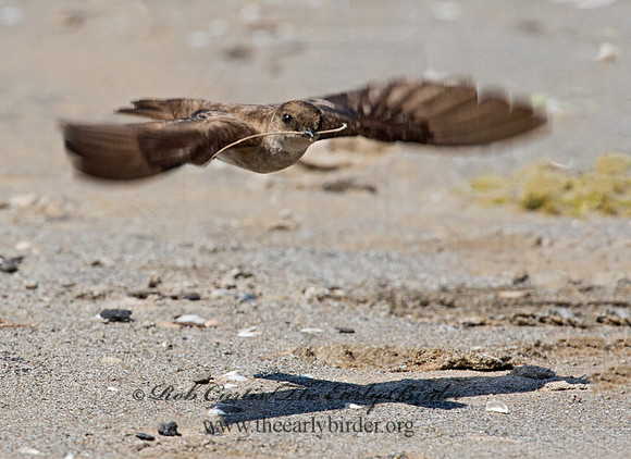 Stelgidopteryx serripennis  NORTHERN ROUGH-WINGED SWALLOW 9002740