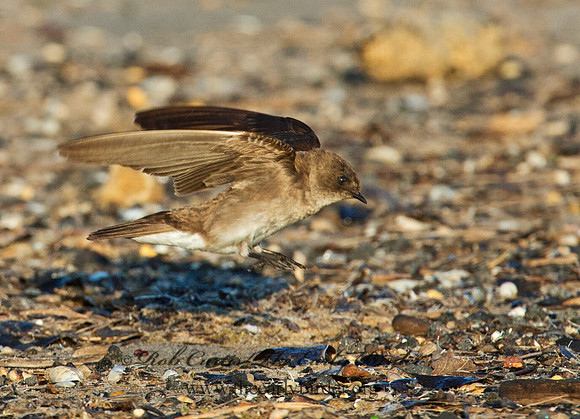Stelgidopteryx serripennis  NORTHERN ROUGH-WINGED SWALLOW 9002742