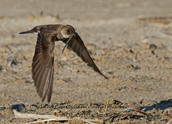 Stelgidopteryx serripennis  NORTHERN ROUGH-WINGED SWALLOW 9002756