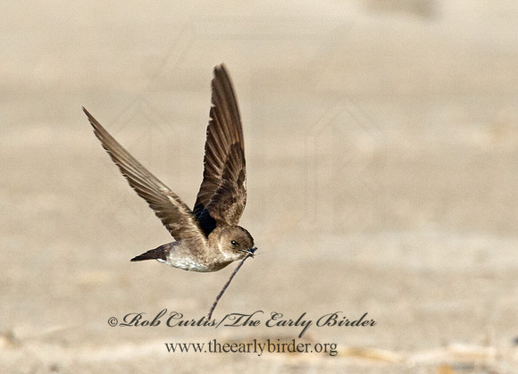 Stelgidopteryx serripennis  NORTHERN ROUGH-WINGED SWALLOW 9002758