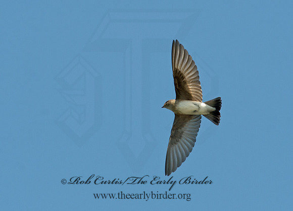 Stelgidopteryx serripennis  NORTHERN ROUGH-WINGED SWALLOW 9013342