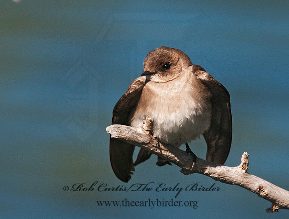 Stelgidopteryx serripennis  NORTHERN ROUGH-WINGED SWALLOW 3007890