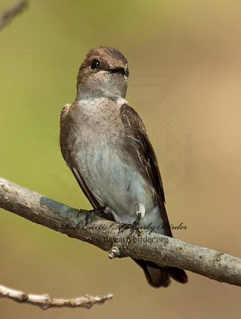 Stelgidopteryx serripennis  NORTHERN ROUGH-WINGED SWALLOW 3007743