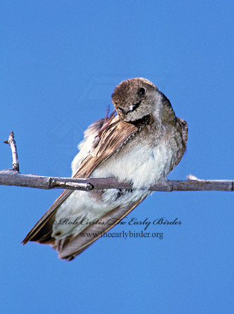 Stelgidopteryx serripennis  NORTHERN ROUGH-WINGED SWALLOW 290924