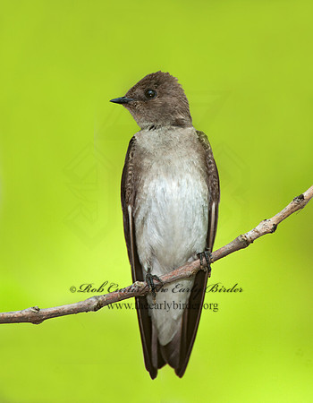 Stelgidopteryx serripennis  NORTHERN ROUGH-WINGED SWALLOW 3007746