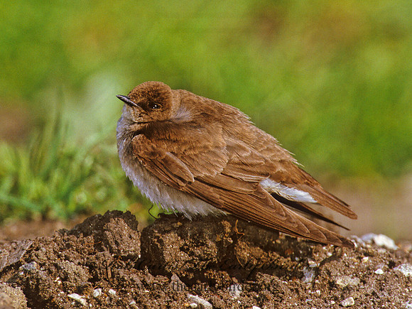 Stelgidopteryx serripennis  NORTHERN ROUGH-WINGED SWALLOW 300628