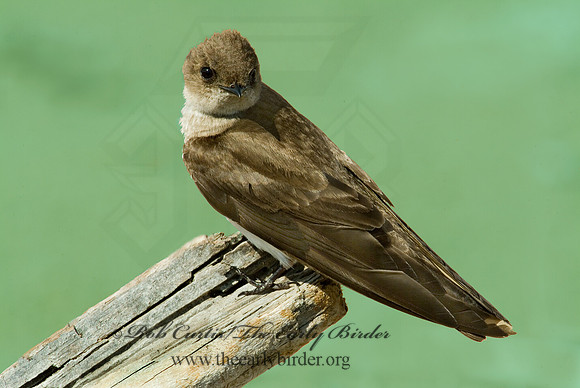 Stelgidopteryx serripennis  NORTHERN ROUGH-WINGED SWALLOW 4000829