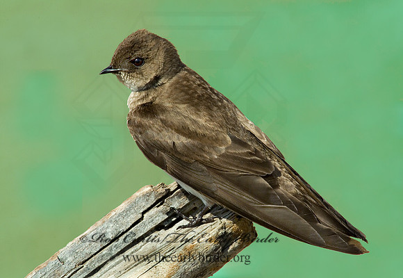 Stelgidopteryx serripennis  NORTHERN ROUGH-WINGED SWALLOW 4000831