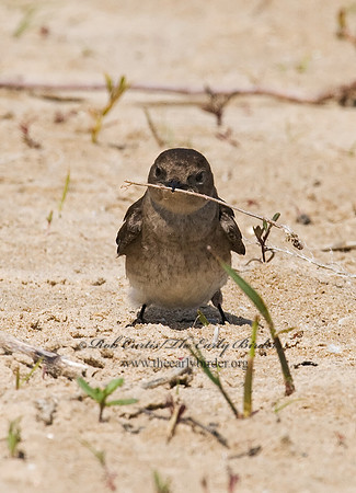 Stelgidopteryx serripennis  NORTHERN ROUGH-WINGED SWALLOW 7014724