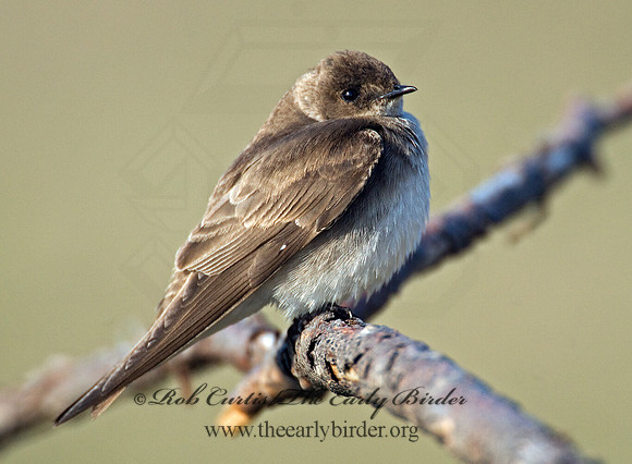Stelgidopteryx serripennis  NORTHERN ROUGH-WINGED SWALLOW 7014348