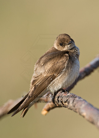 Stelgidopteryx serripennis  NORTHERN ROUGH-WINGED SWALLOW 8002339