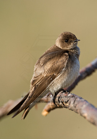 Stelgidopteryx serripennis  NORTHERN ROUGH-WINGED SWALLOW 8002340