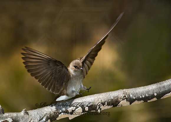 Stelgidopteryx serripennis  NORTHERN ROUGH-WINGED SWALLOW 8002910