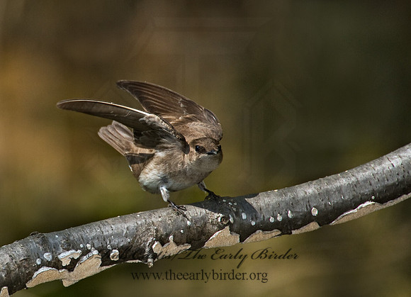 Stelgidopteryx serripennis  NORTHERN ROUGH-WINGED SWALLOW 8002911