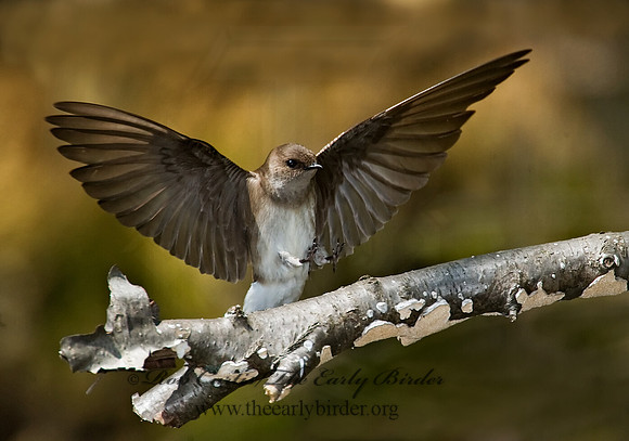 Stelgidopteryx serripennis  NORTHERN ROUGH-WINGED SWALLOW 8002919