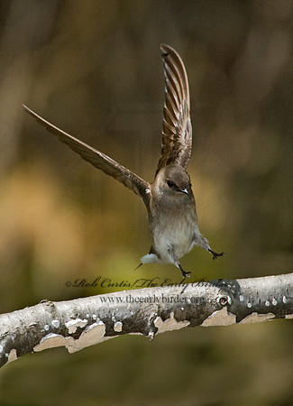 Stelgidopteryx serripennis  NORTHERN ROUGH-WINGED SWALLOW 8002929