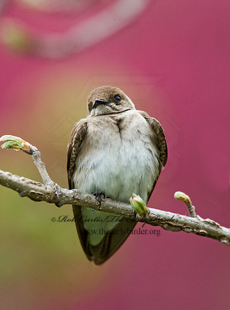 Stelgidopteryx serripennis  NORTHERN ROUGH-WINGED SWALLOW 8013018