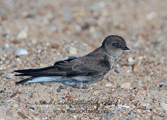 Stelgidopteryx serripennis  NORTHERN ROUGH-WINGED SWALLOW 8028649