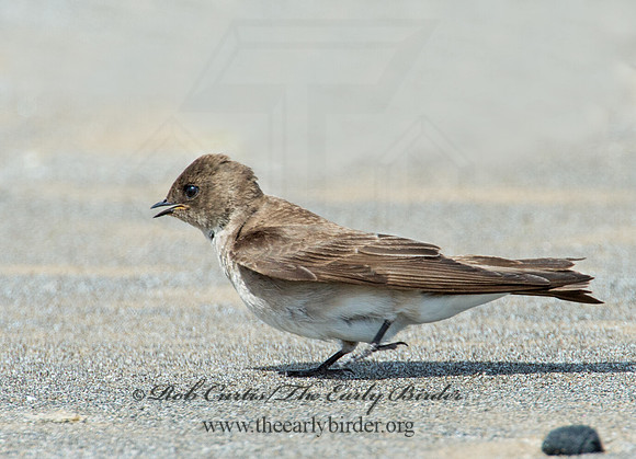 Stelgidopteryx serripennis  NORTHERN ROUGH-WINGED SWALLOW 9002272