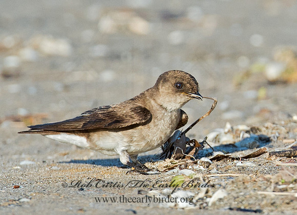 Stelgidopteryx serripennis  NORTHERN ROUGH-WINGED SWALLOW 9002593