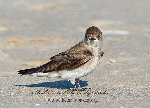 Stelgidopteryx serripennis  NORTHERN ROUGH-WINGED SWALLOW 9002628