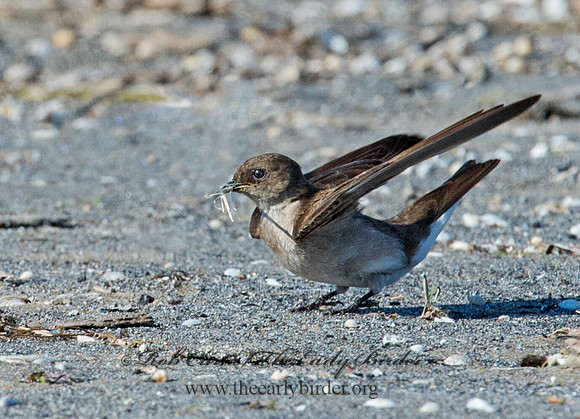 Stelgidopteryx serripennis  NORTHERN ROUGH-WINGED SWALLOW 9002658