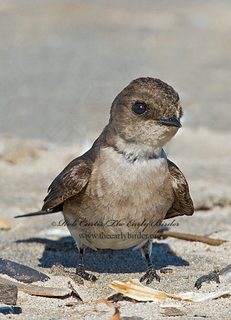 Stelgidopteryx serripennis  NORTHERN ROUGH-WINGED SWALLOW 9002665