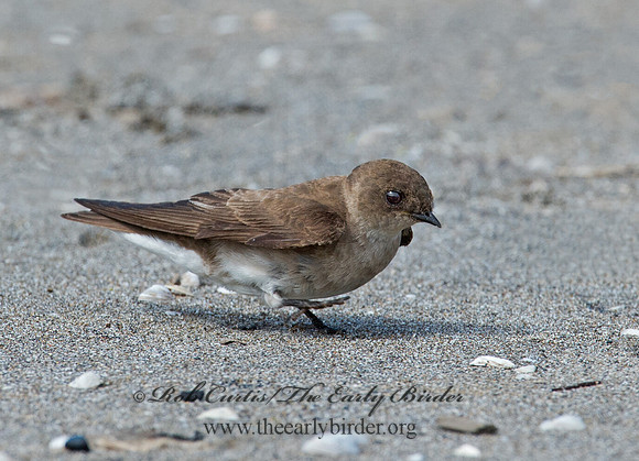 Stelgidopteryx serripennis  NORTHERN ROUGH-WINGED SWALLOW 9002700