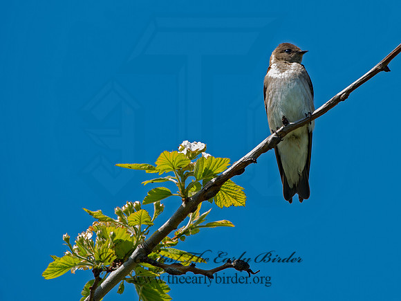 Stelgidopteryx serripennis  NORTHERN ROUGH-WINGED SWALLOW 9045721