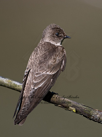 Stelgidopteryx serripennis  NORTHERN ROUGH-WINGED SWALLOW1302346