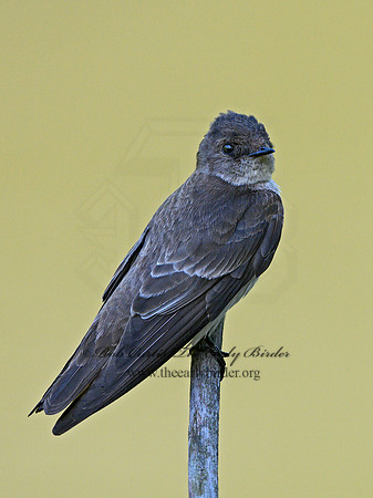 Stelgidopteryx serripennis  NORTHERN ROUGH-WINGED SWALLOW1302347