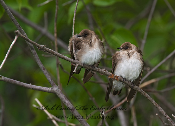 Stelgidopteryx serripennis  NORTHERN ROUGH-WINGED SWALLOW 8004055