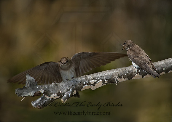 Stelgidopteryx serripennis  NORTHERN ROUGH-WINGED SWALLOW 8002913