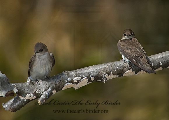 Stelgidopteryx serripennis  NORTHERN ROUGH-WINGED SWALLOW 8002912