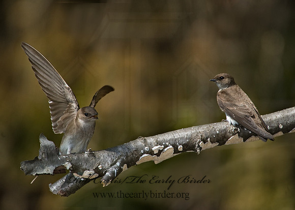 Stelgidopteryx serripennis  NORTHERN ROUGH-WINGED SWALLOW 8002914