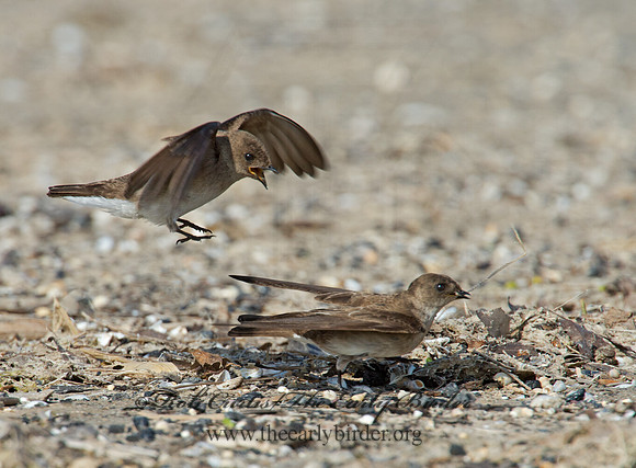 Stelgidopteryx serripennis  NORTHERN ROUGH-WINGED SWALLOW 9002538