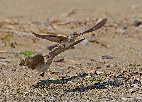 Stelgidopteryx serripennis  NORTHERN ROUGH-WINGED SWALLOW 9002730