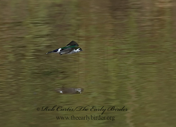 7010135 Violet Green Swallow