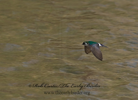 7010144 Violet Green Swallow