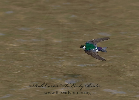 7010147 Violet Green Swallow
