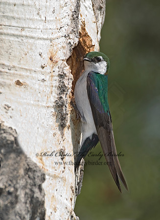 7010920 Violet Green Swallow