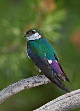 7010926 Violet Green Swallow