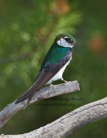 7010927 Violet Green Swallow