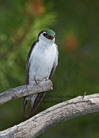 7010939 Violet Green Swallow