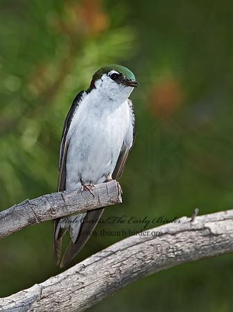 7010941 Violet Green Swallow